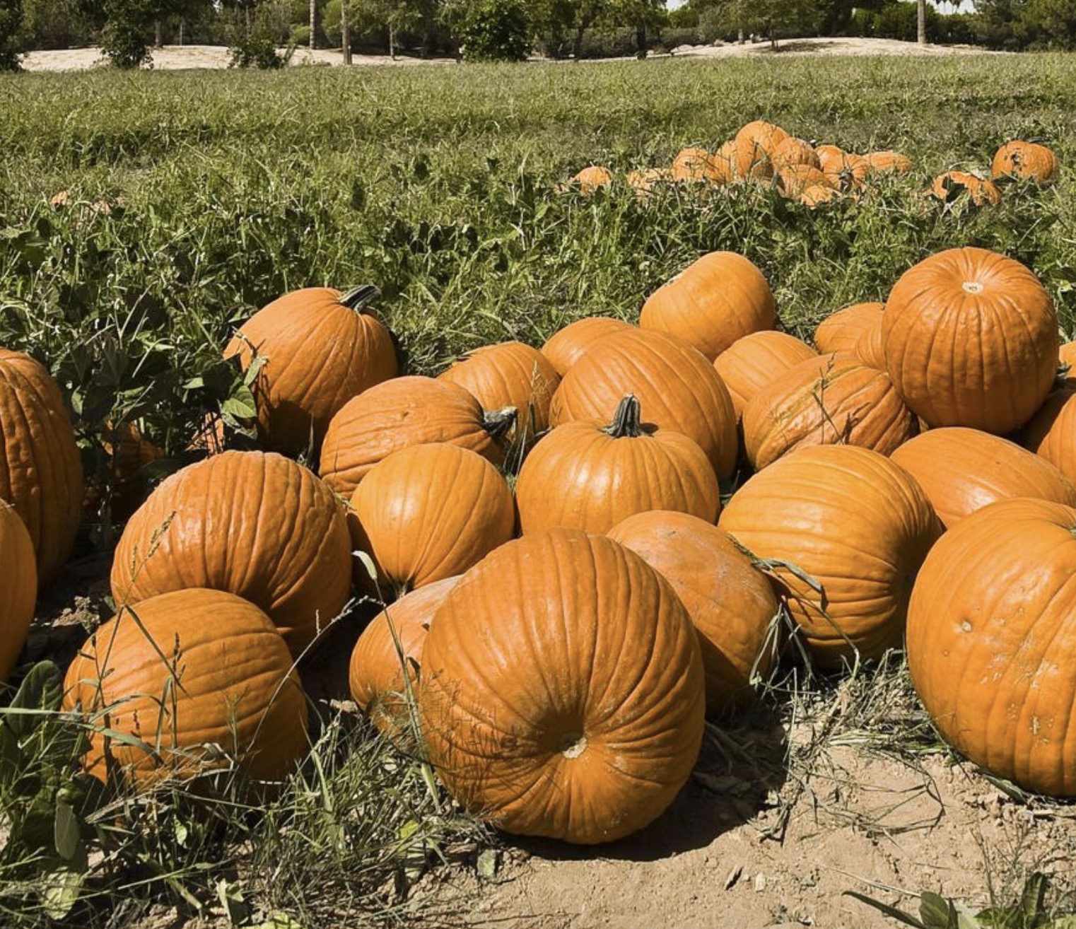 Schnepf Farms: The Heart of Queen Creek’s Family Fun